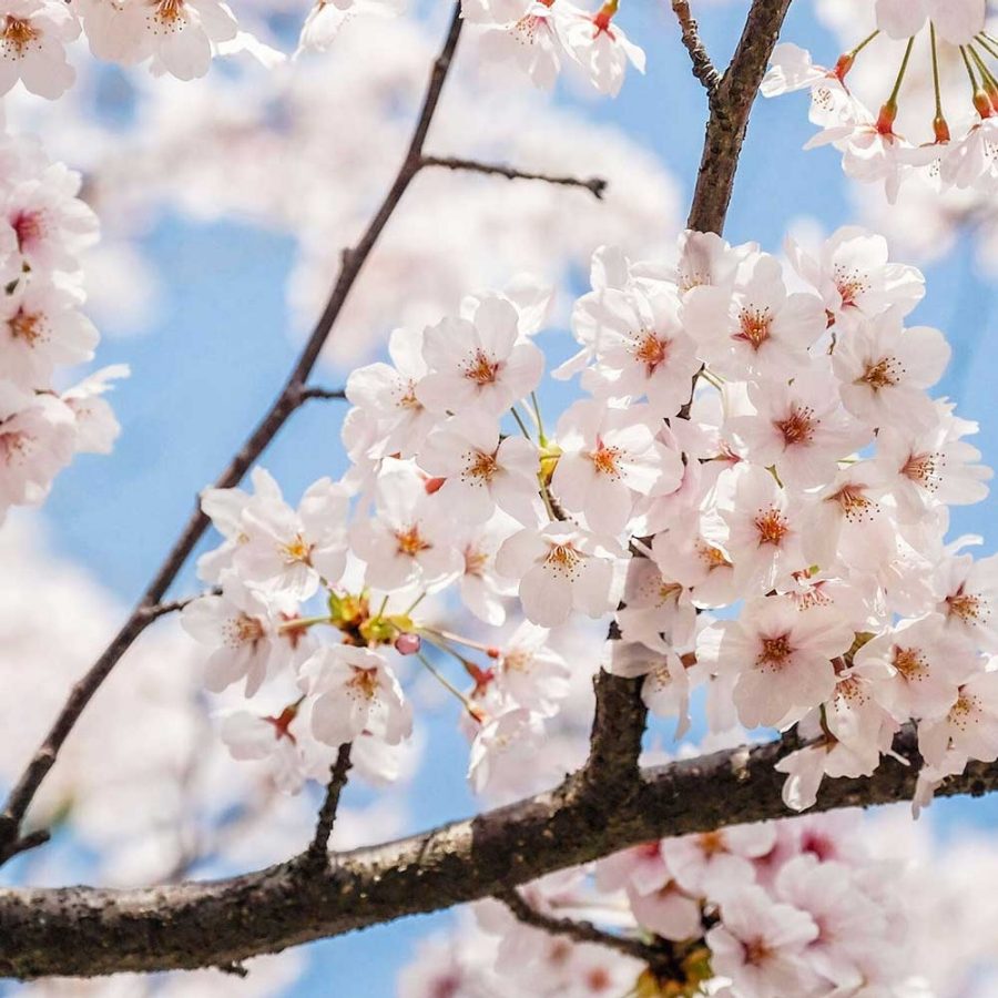Blossom. Credit: 123RF